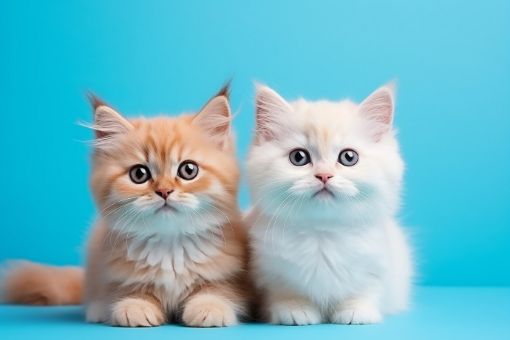 Picture of Cat Grooming 