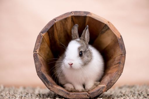 Picture of Rabbit Grooming
